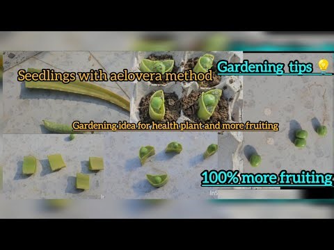 Aloe Vera: The Secret to Supercharged Seedling Growth