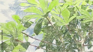 art drawing color of cassava leaf