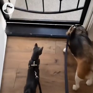 89K views · 5.6K reactions | This adorable dog and cat are the cutest best friends ever   | Go Fetch | Facebook