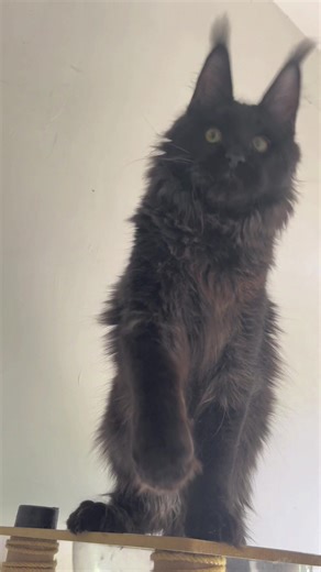 Amazing MaineCoon Breed: Tips for Long Ears and Lynx-like Looks