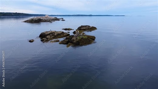 Drone footage of a group of gulls resting on rocks made green by seaweed in the middle of a calm, salty bay. Metis-sur-mer, St. Lawrence River, Quebec, Canada, 2025.