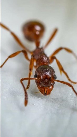 ¡Conoce a la Hormiga Gigante Dorada: La Hormiga Más Grande del Mundo! 🐜✨