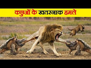 कछुओं के खतरनाक हमले । Most Dangerous Turtle Attacks