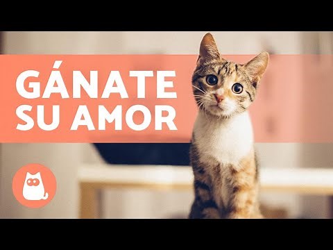 How to Make Your Cat Love You? 😻 (4 Tips to Get It)