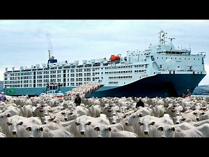 The largest single cattle transport in Brazilian history.