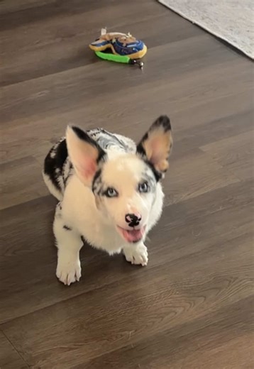 Corgi Arguments: A Day in the Life with Finn