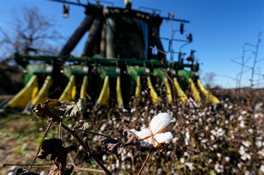 Clemson receives $11 million Bezos grant for sustainable cotton research