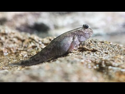 How the First Land Animals Moved 360 Million Years Ago