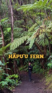 meet the hāpuʻu! one of hawaiʻi’s most iconic tree ferns!! slow-growing, towering, and covered in golden pulu, it’s a true kupuna of the forest: ancient, wise, and foundational to native ecosystems. this fern’s been here long before us, and with care, it’ll be here long after. i’m a visitor to hawaiʻi and not of native hawaiian descent. i share this as a curious traveler hoping to better understand the land i walk on. i have deep respect for the land, its people, and the traditions that have car