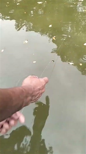 Amazing hook fishing techniques part-1652 #fishing