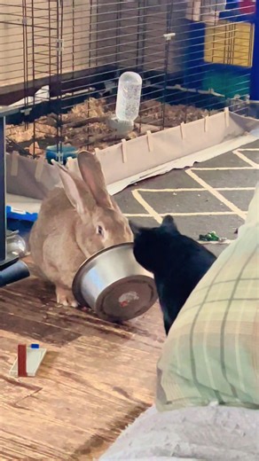 Chowder the giant Flemish likes dog food. #giantflemishrabbit #rabbit #dogfood