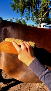 5.2K views · 424 reactions | Make a difference to your horses coat with the NEW Hairy Pony Pre-mix Coat Conditioner. Comes in a re-useable bottle for a sustainable touch. | Hairy Pony | Facebook