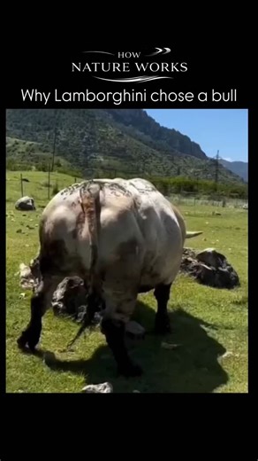 How nature workz on Instagram: "Watch the raw power in motion. That strong, muscular bull walking confidently? That’s unstoppable energy personified. It’s no coincidence that Lamborghini’s logo is a bull. Founder Ferruccio Lamborghini, a Taurus, admired the animal’s strength, courage, and fearlessness. He also drew inspiration from Spanish fighting bulls, known for their legendary fighting spirit. Many Lamborghini cars are even named after famous bulls, reflecting speed, aggression, and dominanc