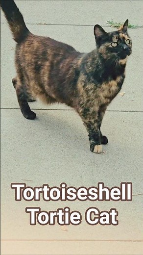 Tortoiseshell (Tortie Cat)