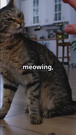 Cat Separation Anxiety: Purrfect Solutions! #cats #catlovers #petcare