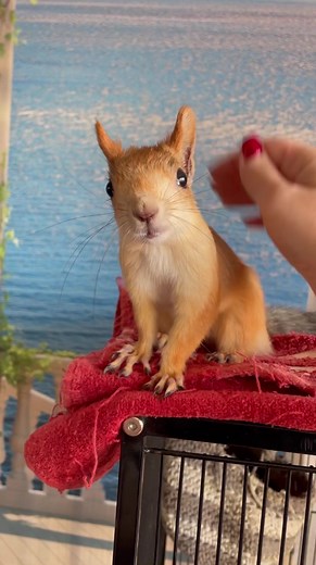 Squirrel Enjoying Gentle Petting in Nature