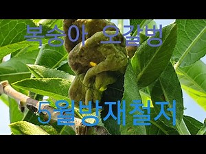 5월 복숭아 방제 /오갈병?