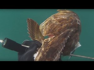 Lingcod and Cabezon - Spearfishing the California Coast