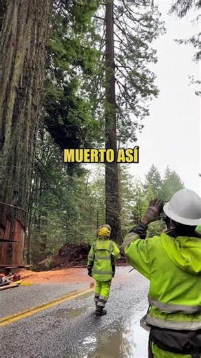 Así suena al caer uno de los árboles más grandes del mundo 🤯✨