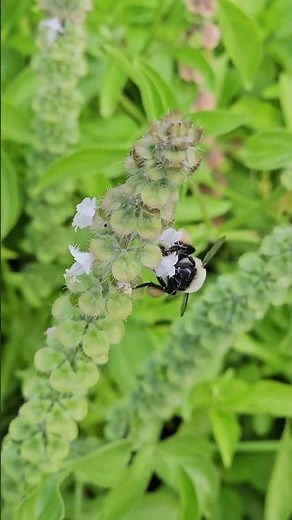 A Busy Bumblebee at Work #bee #nature
