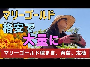 【ガーデニング】初心者も簡単マリーゴールドを種から育てよう（コンパニオンプランツ）