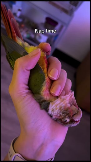 He is so cute always napping in funny ways #animals #fyp #bird #parrot #conures