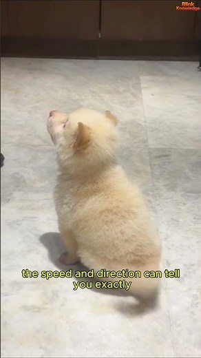 What Your Dog’s Tail Is Telling You! 🐶🔍 #shorts