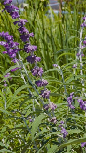 Russian sage or Perovskia atriplicifolia is a small to medium-sized shrubby perennial typically used in xeriscape (low water / desert style) landscapes. Russian sage spreads by rhizomes and has a clumpy growth habit with an average height of three to five feet and a spread of three to four feet. Its foliage is silvery gray-green with a robust sage aroma. It has showy flower spikes with flowers ranging from blue to lavender in color and blooms during hot months, typically from May through October