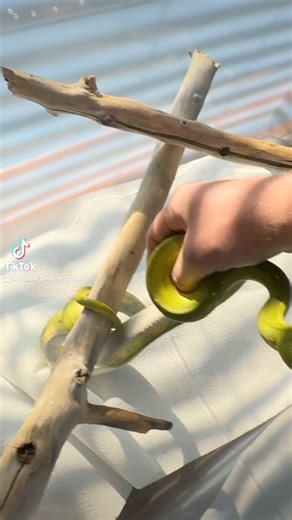 153K views · 637 reactions | Hope Kratos stays this chill I do have exclusive content. Subscribe on instagram, Patreon or Facebook. #gtp #aru #biak #greentreepython #python #pythons #snake #snakes #snek #reptile #reptiles #reptilesofinstagram #reptilelover #reptilekeeper #pet #pets #daily #instagram #tiktok #reels #cute #fun #happy #ballpythonsoftiktok #boise #idaho #funny | Black Lake Reptiles | Facebook