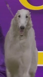 Graceful, elegant, and swift, the Borzoi—formerly known as the Russian Wolfhound—was bred by Russian nobility to chase and catch wolves. With their long, silky coats and noble demeanor, they embody a regal presence. Despite their aristocratic roots, Borzois are gentle, affectionate companions who enjoy lounging with their families. Visit our YouTube channel to watch extended breed judging coverage from the 2025 Westminster Kennel Club Dog Show: https://bit.ly/2025BreedJudging | Westminster Kenne