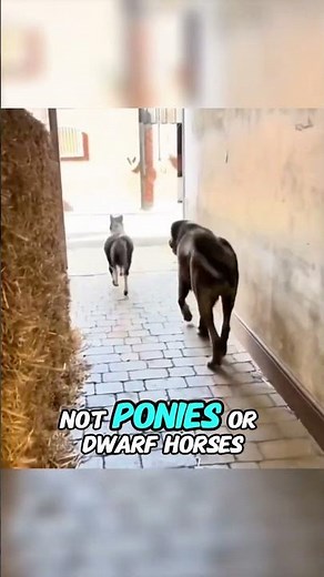 Meet the Falabella: The Smallest Horse in the World! 🐴✨