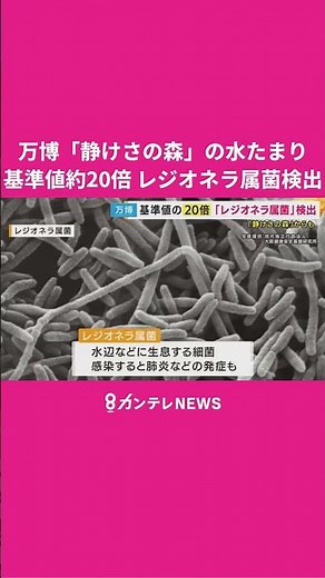 万博「静けさの森」の水たまりから基準値の約20倍の「レジオネラ属菌」検出 感染すると肺炎発症も #万博