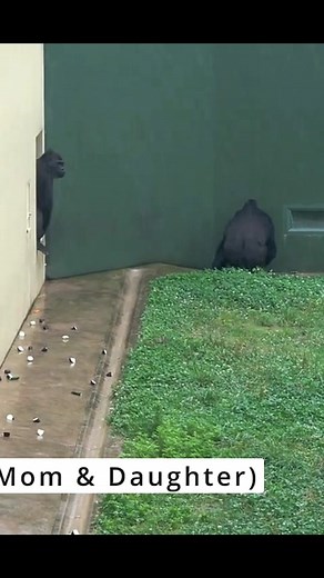 Gorillas running in the rain #gorillas #funnyanimals #funnyvideos | Gorilla