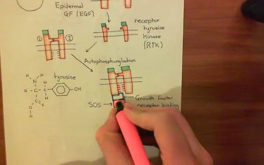 【p53|细胞周期】p53 and the Response to Mitogen Overactivity Part 2