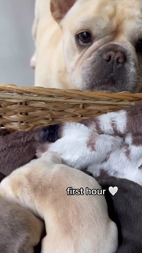 Adorable Newborn Puppies Welcoming Home Video