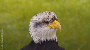 Video of the American bald eagle, slow motion, close up. Portrait white-tailed, national american prey bird video footage. Washing in a water tray. (Haliaeetus leucocephalus)