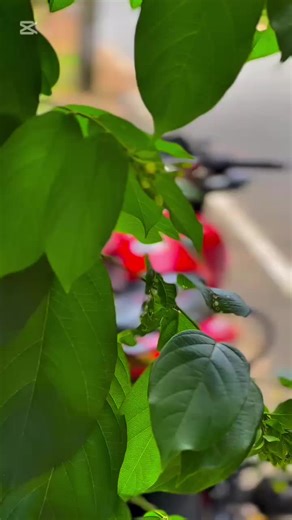 ආදරේ හංදා 🥹❤️🫶 . . . . #foryou #viralvideo #foryyyyyyyyyyyyyyyyyyyyyyy #fyyyyyyyyyyyyyyyy #capcut #bajajpulsar #pulsar135🍒⚡ #trendingvideo ❤️❤️❤️❤️