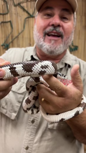 Rare California King Snake Patterns - Naming this Alphabet Soup Snake in LA!
