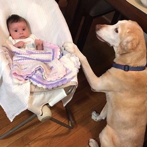 7.7M views · 557K reactions | Best babysitters around!  | The Pet Collective | Facebook
