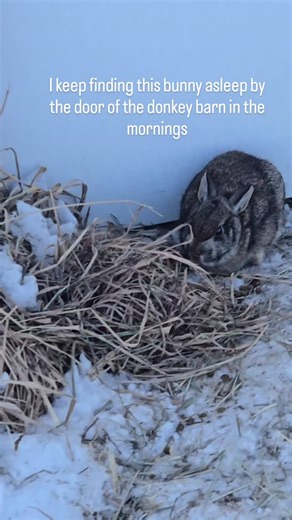 Second time I've woken this little guy from his slumber by going out to feed the donkeys rabbit 🐰 | Sand Hill Stable