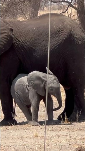 Cute BABY ELEPHANTS On African Safari