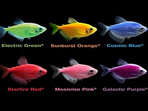 Glofish Care Guide ||Food|| ||Size|| ||Lifespan||