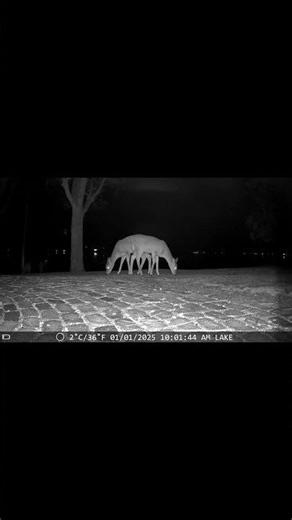 So Symmetrical at Deer Lake Animal Cam
