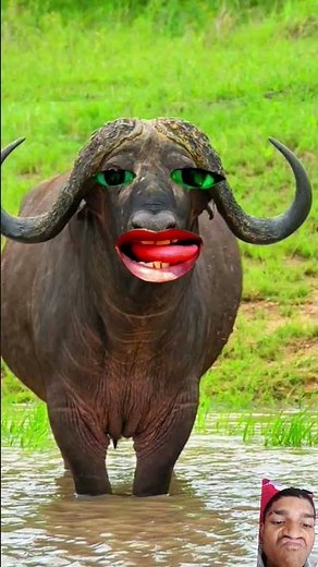 amba amba bumba bumbahamba short video #hambashort​