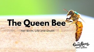 The Queen Bee: her birth, life and death