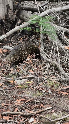 Echidina in the wild