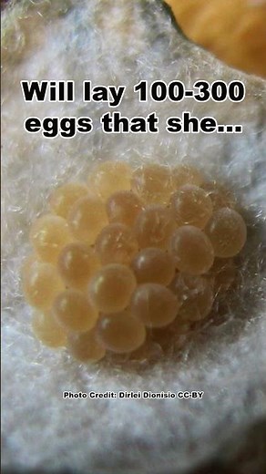 Wolf Spider Momma Has How MANY Babies!