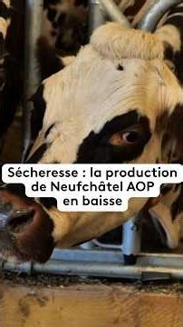 🧀 Neufchâtel, a PDO cheese hit by the drought