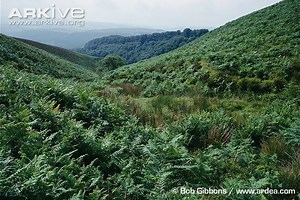 Bracken - Alchetron, The Free Social Encyclopedia