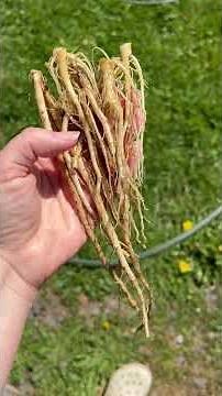 Dandelion Forage, part 1 #herbalteabenefits #forageharvest #recipe #tea